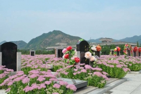万佛园墓区花海