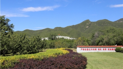 陵园草坪
