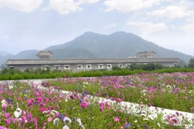 万佛园墓区花海